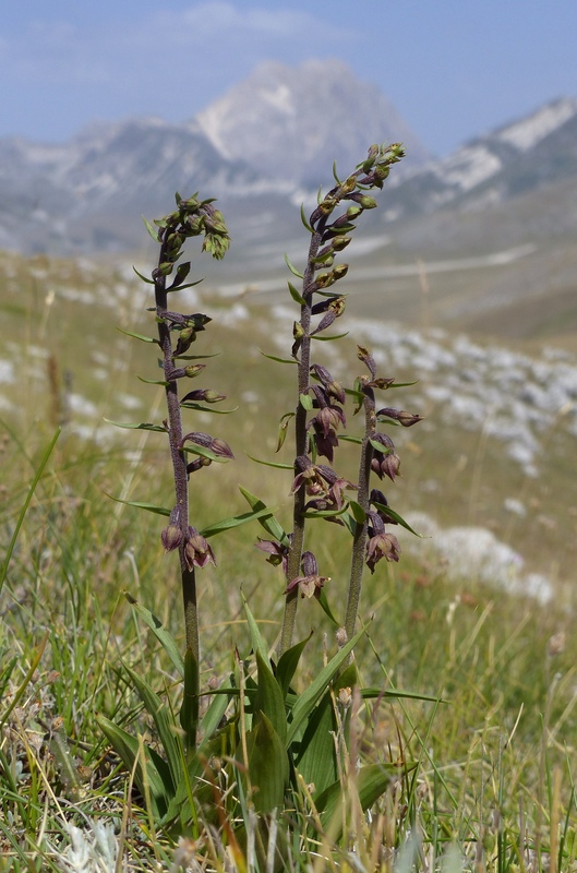 Le belle Epipactis sulle praterie di Campo Imperatore (AQ)  luglio 2025.